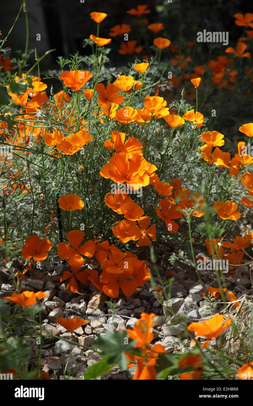 Eschscholzia californica papavero Califonian piante in fiore Foto Stock