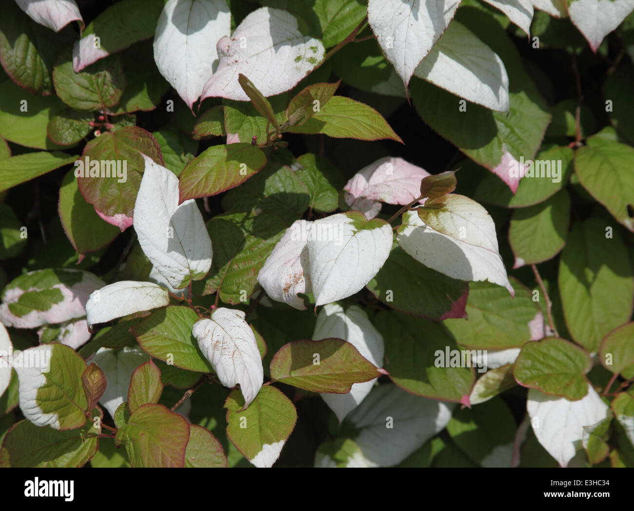 Actinidia kolomikta close up di foglie Foto Stock