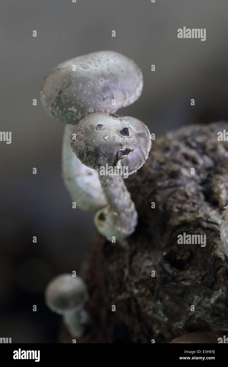 Funghi shiitake in fattoria a fungo Foto Stock