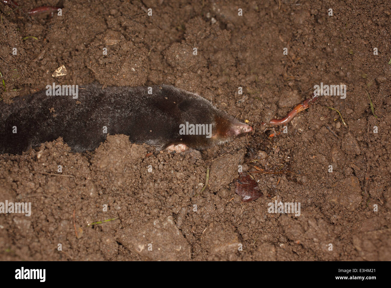 Talpa europaea Mole la cattura del worm a notte Foto Stock