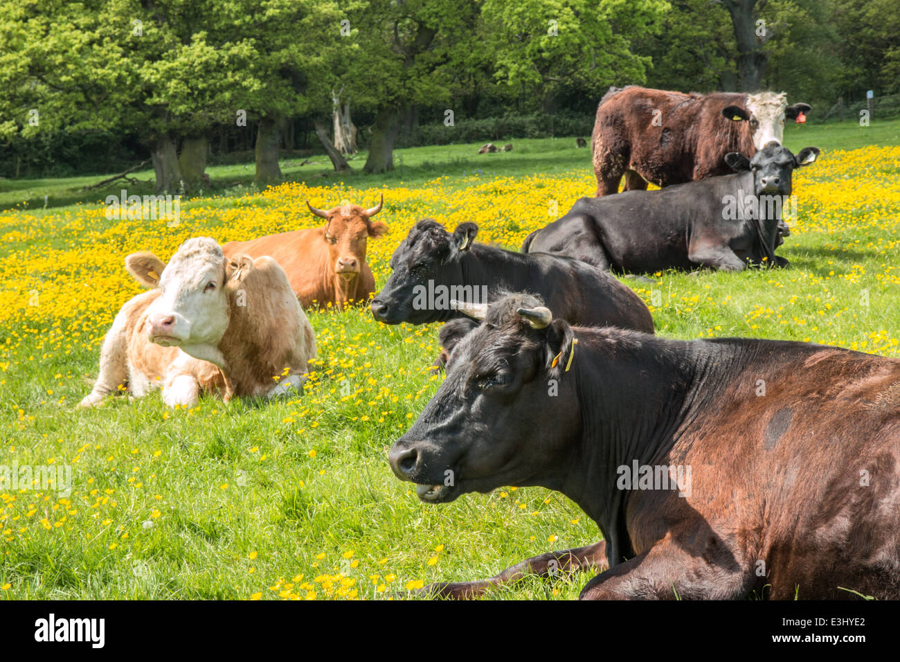 Numerose mucche vicino sul pascolo pubblico/terra comune giacente in renoncules uno con corna (2 di 4 ) Foto Stock