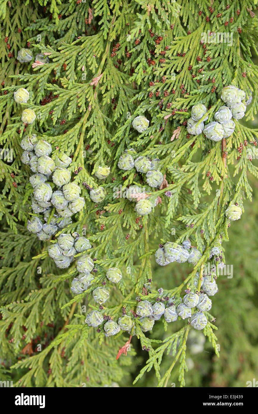 Lawson cipresso CHAMAECYPARIS LAWSONIANA sferica coni femmina Foto Stock