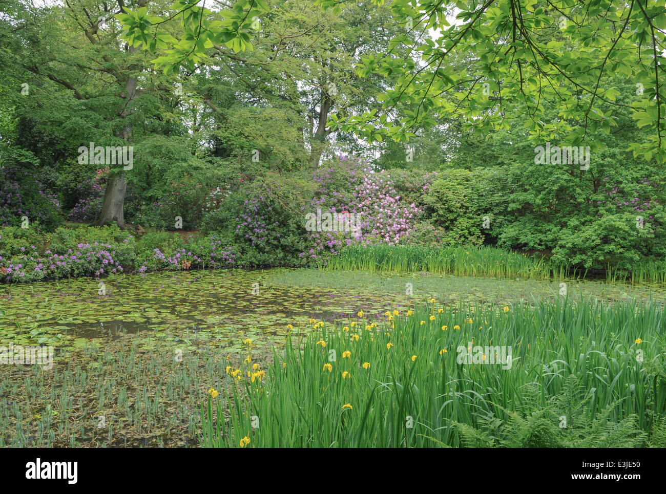 Primavera Fioritura Rhodododendri e Lillies sul bordo di un lago nei Terreni di Tatton Park, Knutsford, Cheshire, Inghilterra, Regno Unito Foto Stock