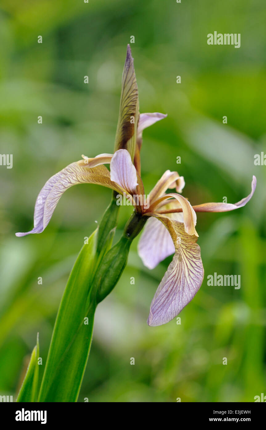 Maleodoranti Iris - Iris foetidissima fiore & Bud Foto Stock