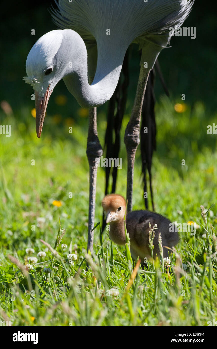 Blu, il paradiso o Stanley gru (Anthropoides paradisaea). Adulto con dieci giorni di età chick cercando di invertebrati tra l'erba. Foto Stock