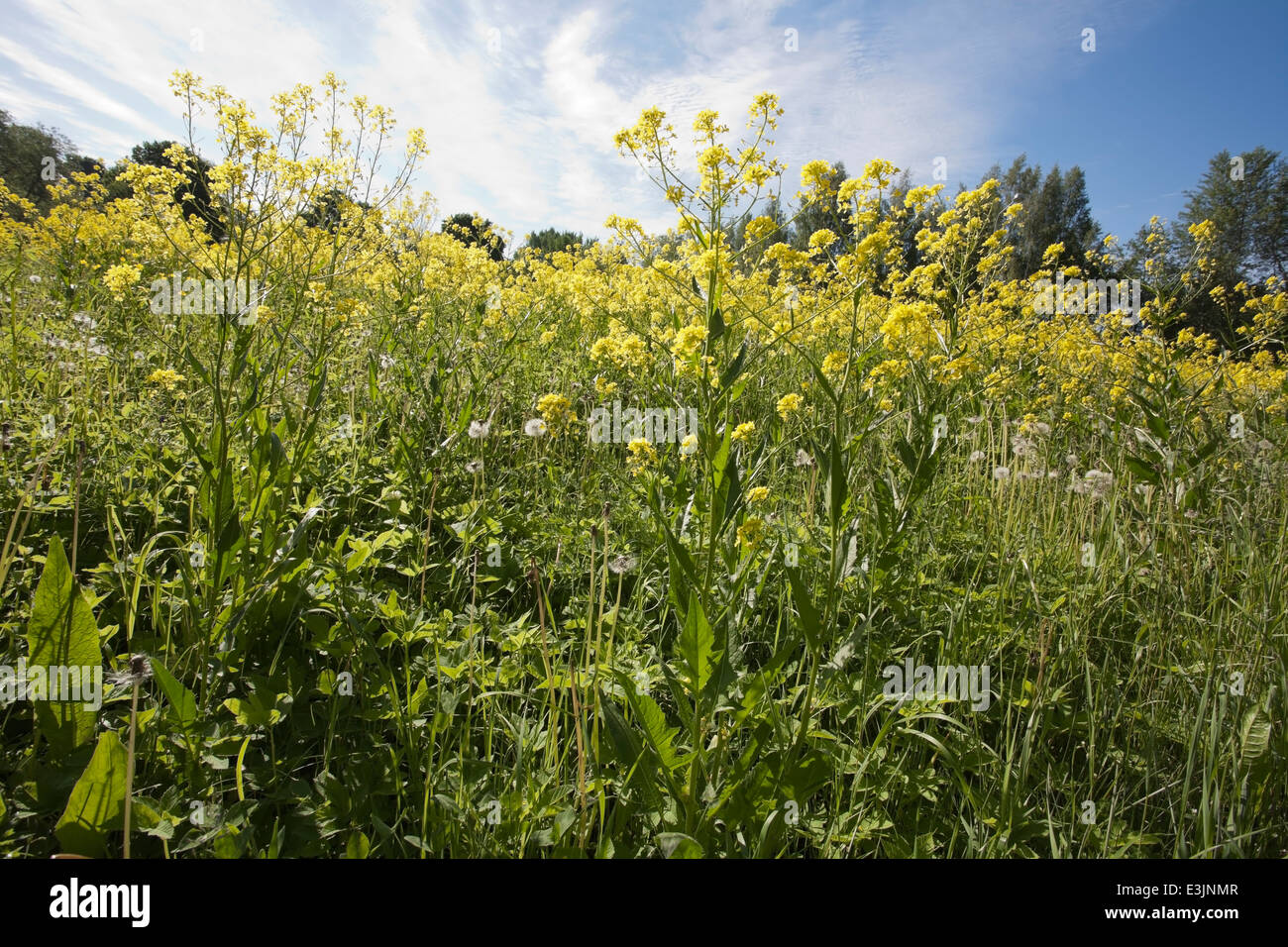 Bunias orientalis, turco wartycabbage, fiori Foto Stock
