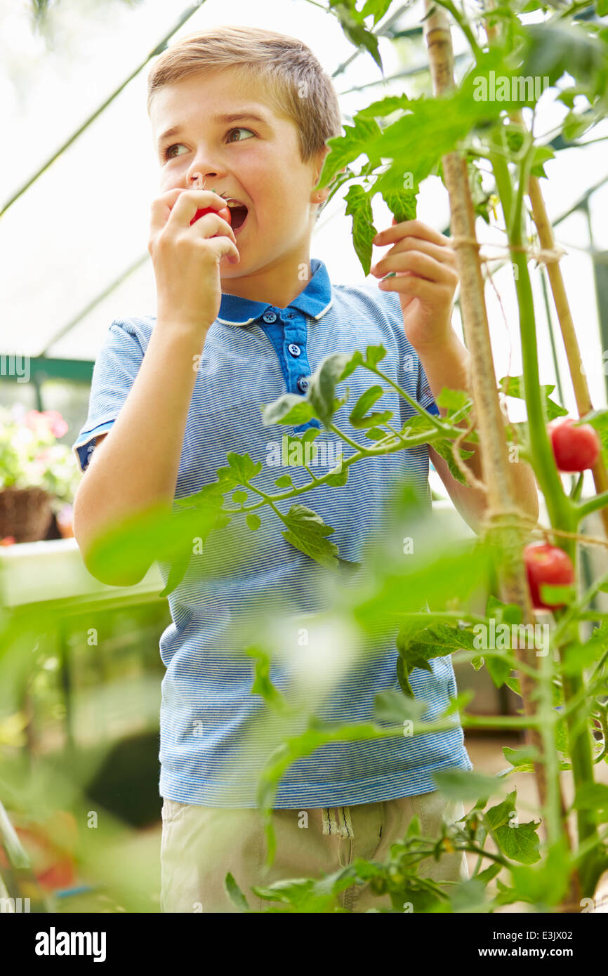 Ragazzo di mangiare a casa i pomodori coltivati in serra Foto Stock