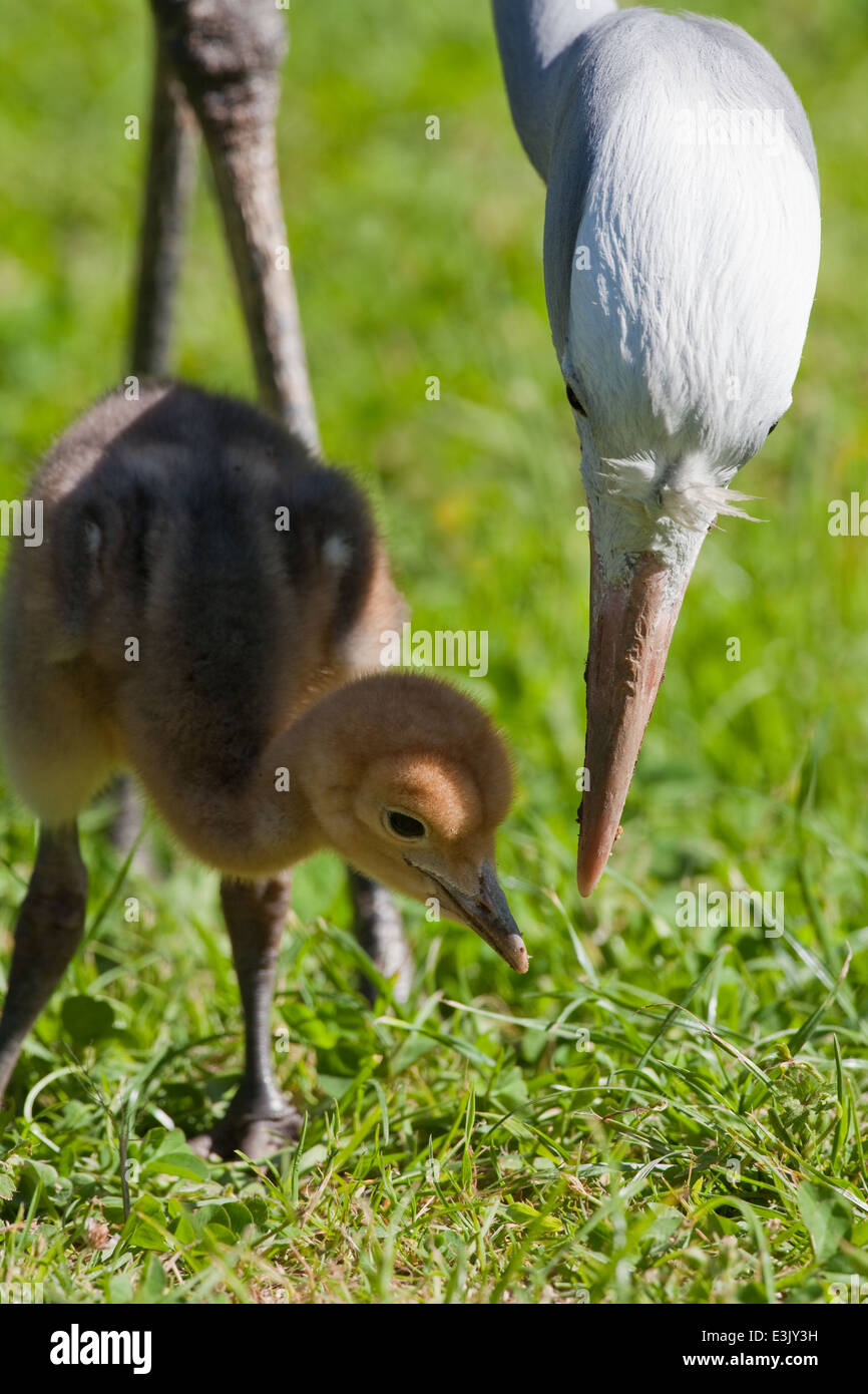 Blu, il paradiso o Stanley gru (Anthropoides paradisaea). Adulto con dieci giorni di età pulcino, ricerca di invertebrati in erba. Foto Stock