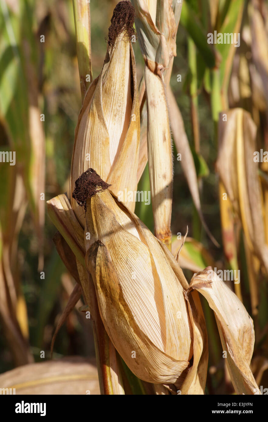 Campo di mais di Columbia, nella Carolina del Sud da Brian Jordan/Alamy Live News Foto Stock