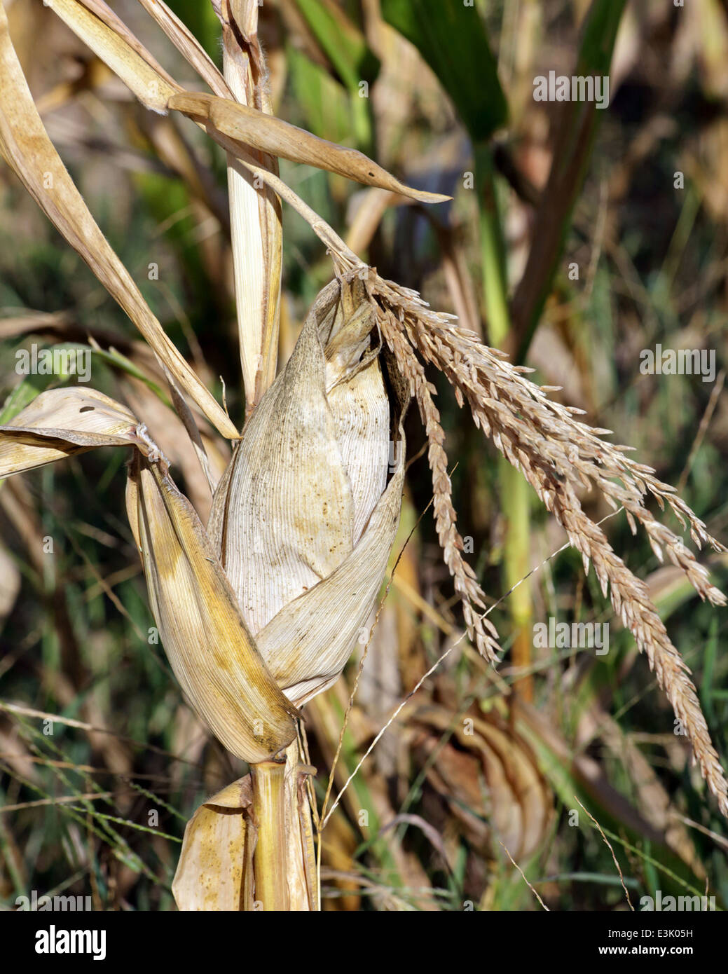 Campo di mais di Columbia, nella Carolina del Sud da Brian Jordan/Alamy Live News Foto Stock