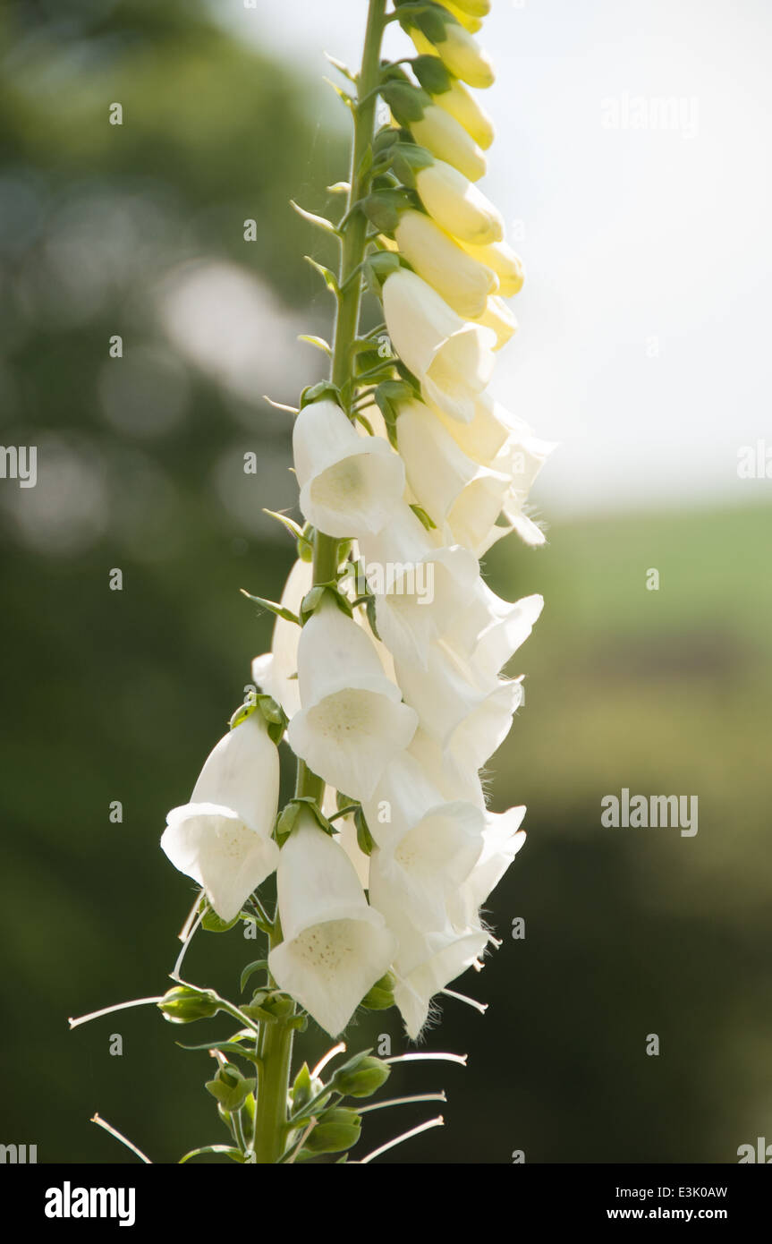 Close up di un fiore foxglove in un maniero di campagna inglese giardino in estate Foto Stock