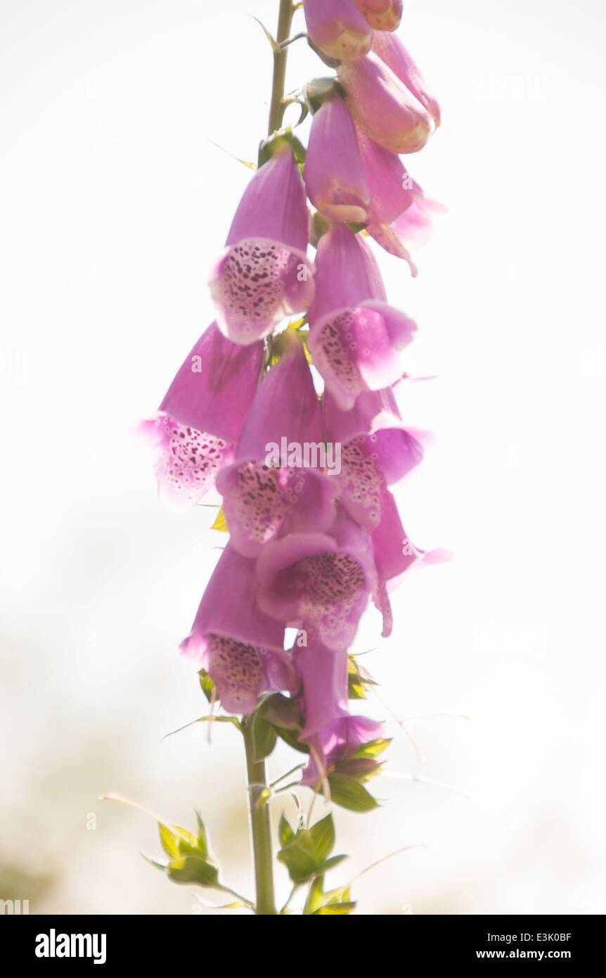 Close up di un fiore foxglove in un maniero di campagna inglese giardino in estate Foto Stock