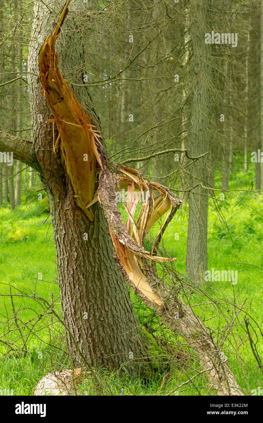 Un vento danneggiato tree. Foto Stock