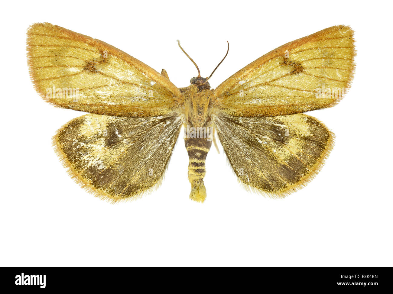 I lepidotteri; Arctiidae; Diacrisia; Linnaeus 1758; offuscato buff; Foto Stock