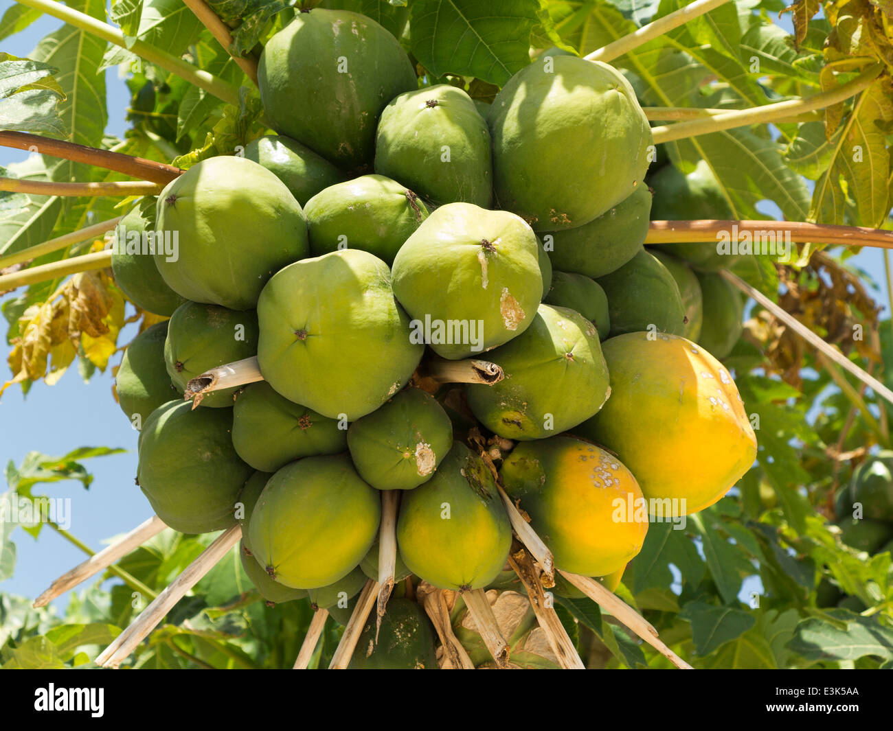 La sezione superiore di un albero di papaia contro un cielo blu che mostra le foglie ed i frutti di un po' di frutta con lieve rot e macchie Foto Stock