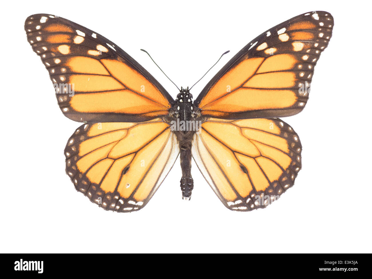 I lepidotteri; Nymphalidae; Danainae; Danaus plexippus; Linnaeus 1758; Plain Tiger; monarca africana; Foto Stock