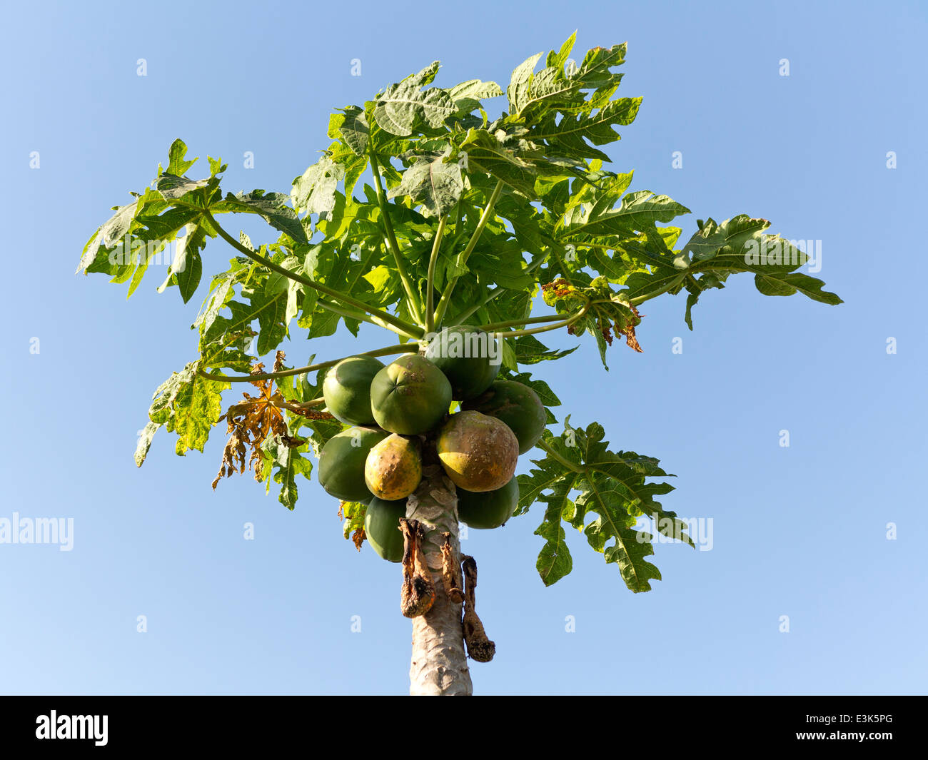 La sezione superiore di un albero di papaia contro un cielo blu che mostra le foglie ed i frutti di un po' di frutta con rot e macchie Foto Stock