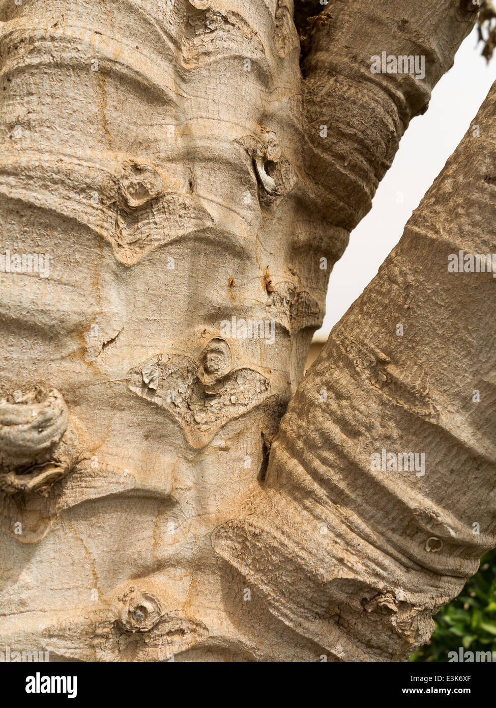 In prossimità di una zona della corteccia di una papaia tronco di albero Foto Stock