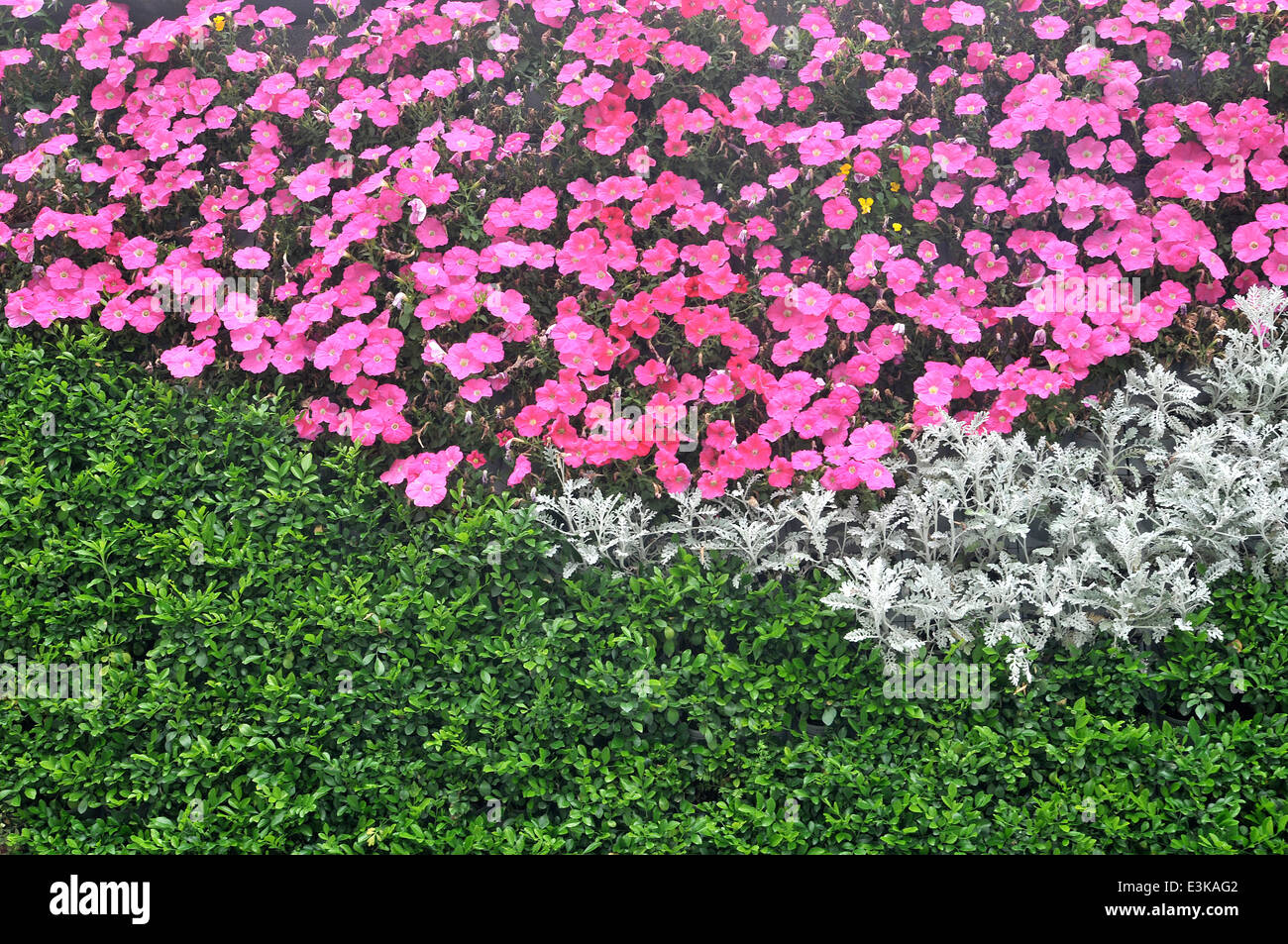 Muro di fiori , Shangha, i Cina Foto Stock
