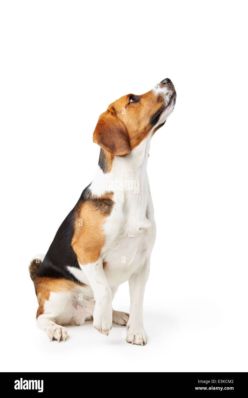 Ritratto in studio di cane Beagle contro uno sfondo bianco Foto Stock