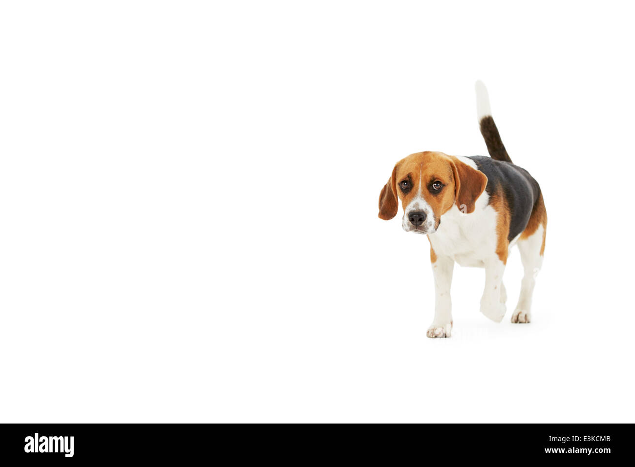 Studio shot del cane Beagle camminare contro uno sfondo bianco Foto Stock