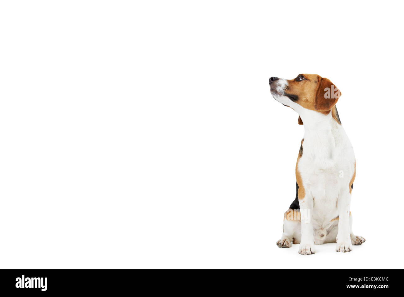 Ritratto in studio di cane Beagle contro uno sfondo bianco Foto Stock