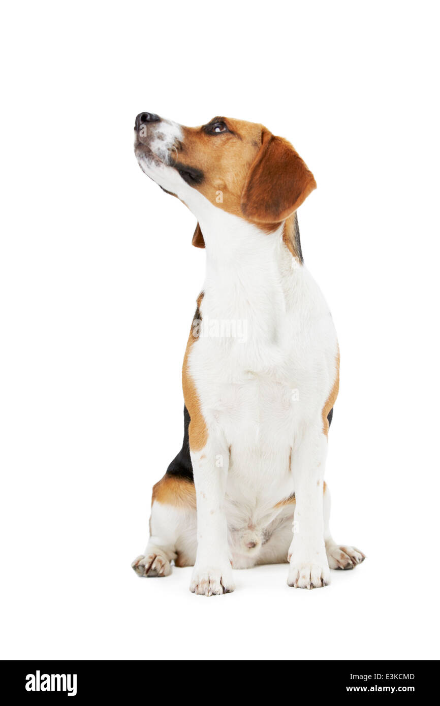 Ritratto in studio di cane Beagle contro uno sfondo bianco Foto Stock