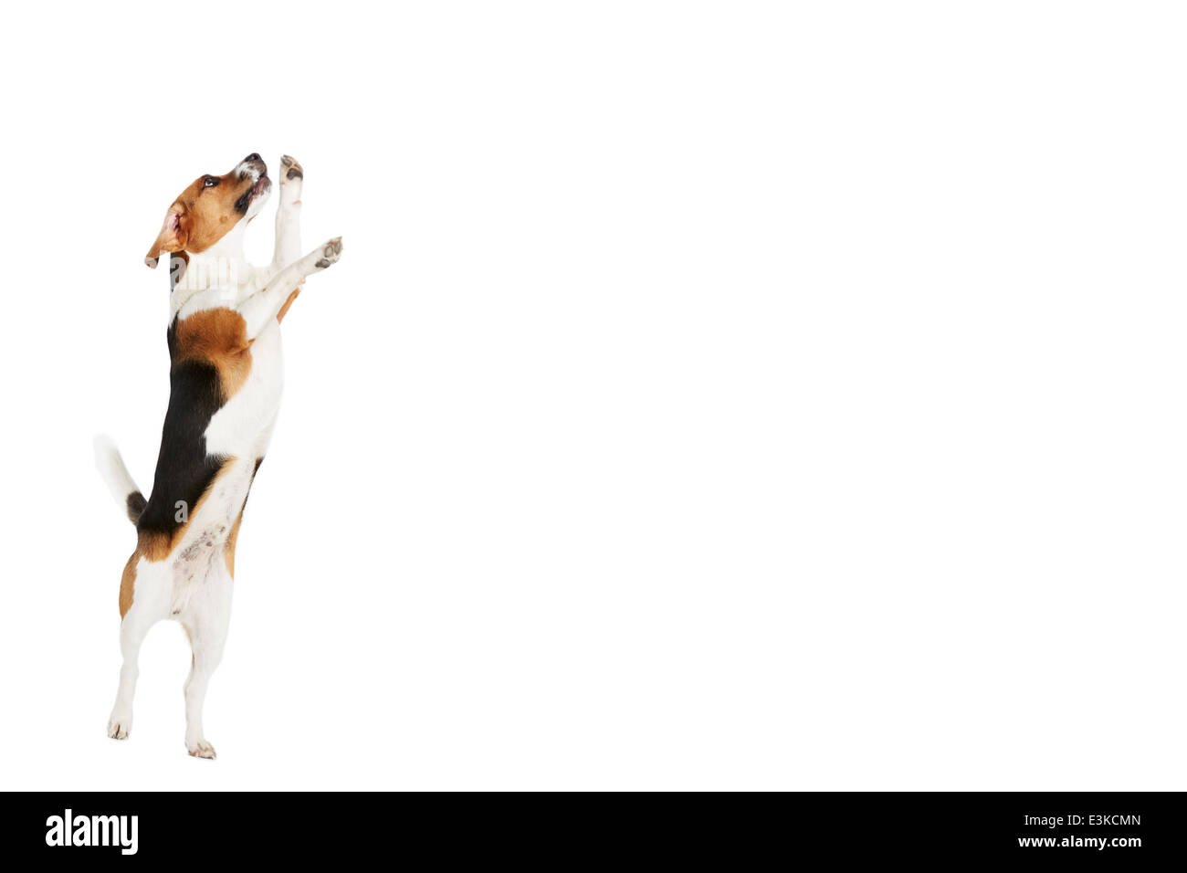 Studio shot del cane Beagle Jumping contro uno sfondo bianco Foto Stock