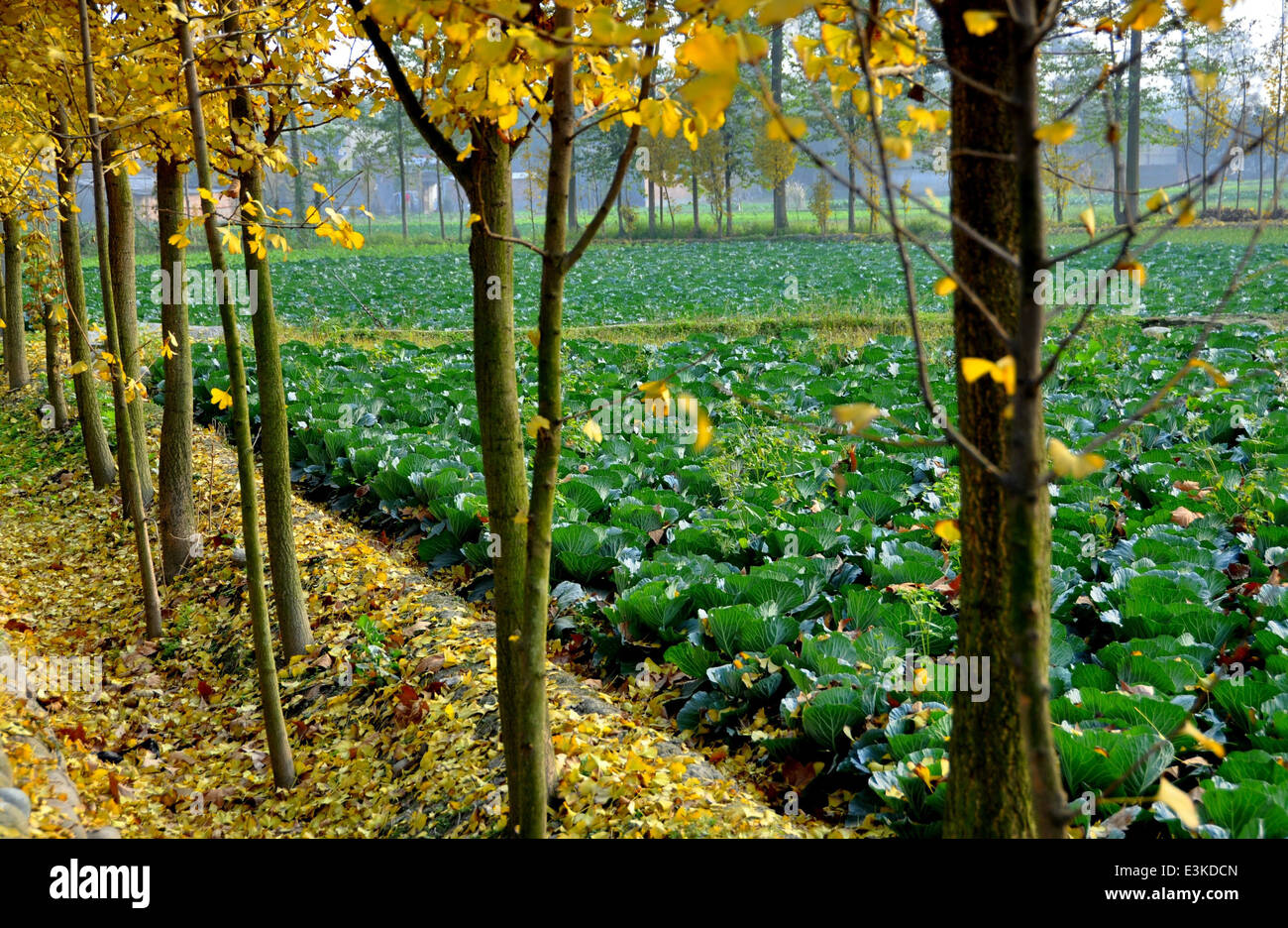 Pengzhou, Cina: un grande campo di cavoli visto attraverso una fila di autunnale di giallo-lasciava Gingko alberi che fiancheggiano una strada di campagna Foto Stock