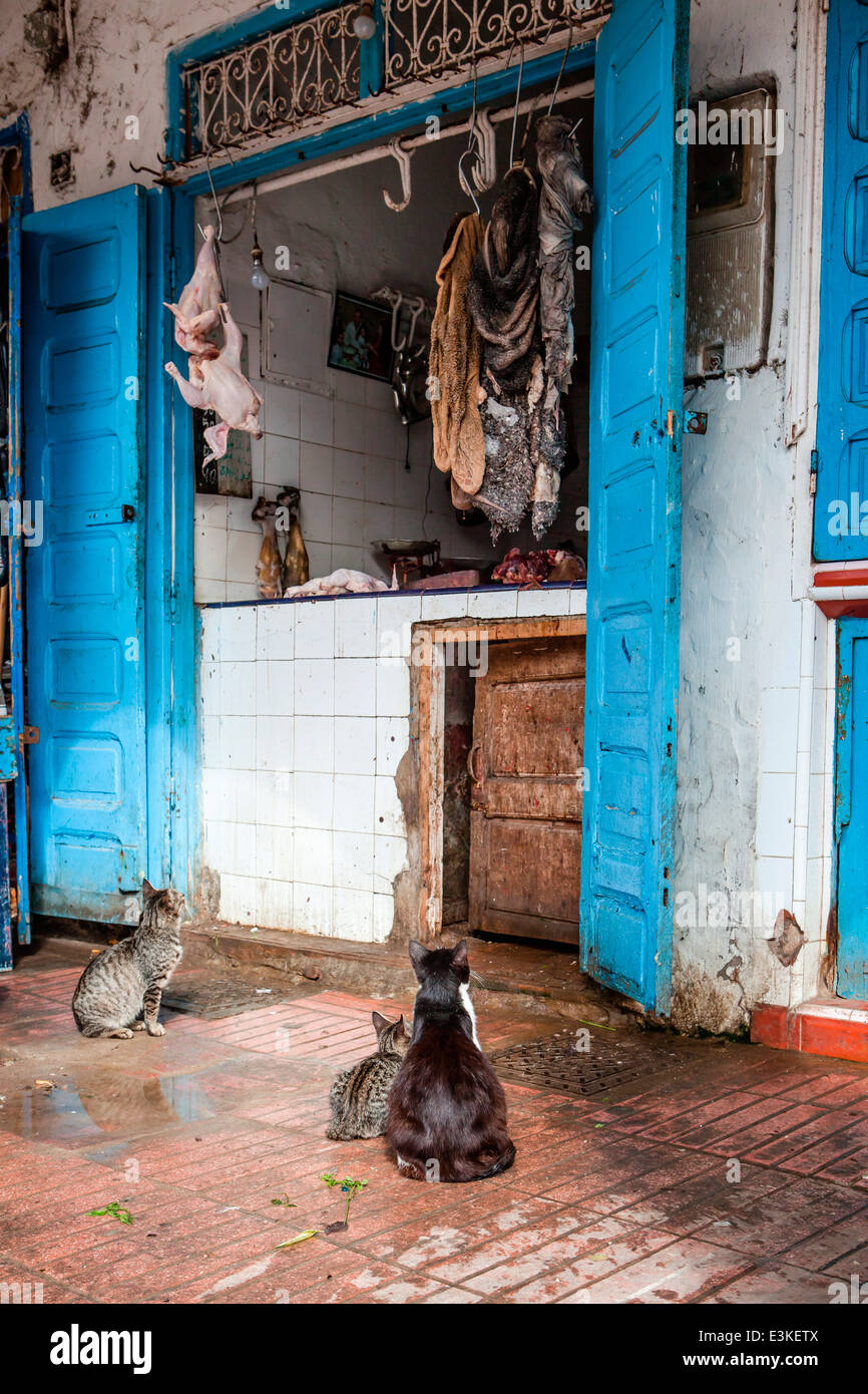 Hungry Cats sedersi pazientemente al di fuori di un tradizionale negozio di macellaio nella Medina della città costiera di Essaouira, Marocco. Foto Stock