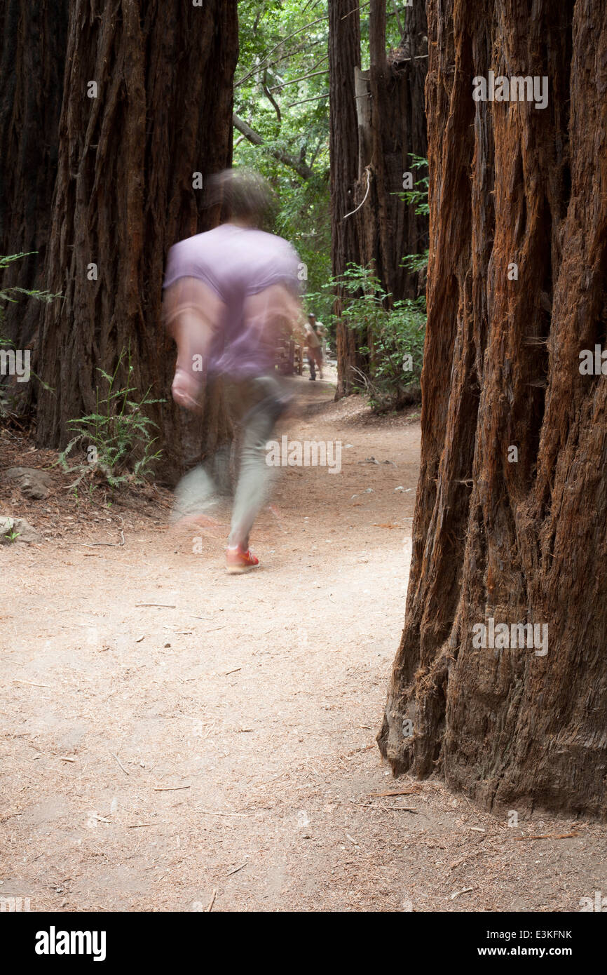 Il visitatore a piedi attraverso il Parco Nazionale di Sequoia Foto Stock