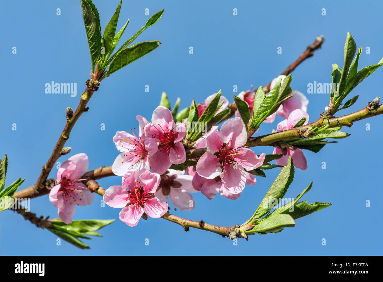 Albero di pesco in fiore immagini e fotografie stock ad alta risoluzione -  Alamy
