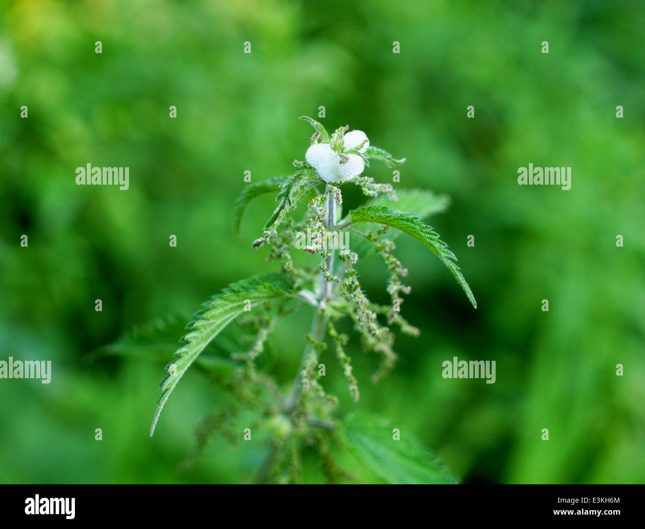 Fiore di ortica con il cuculo spit Foto Stock