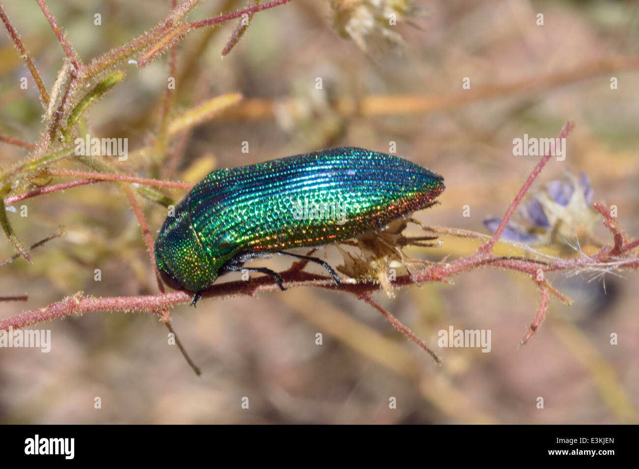 Gioiello beetle (Acmaeodera viridaenea : Buprestidae) Namibia Foto Stock