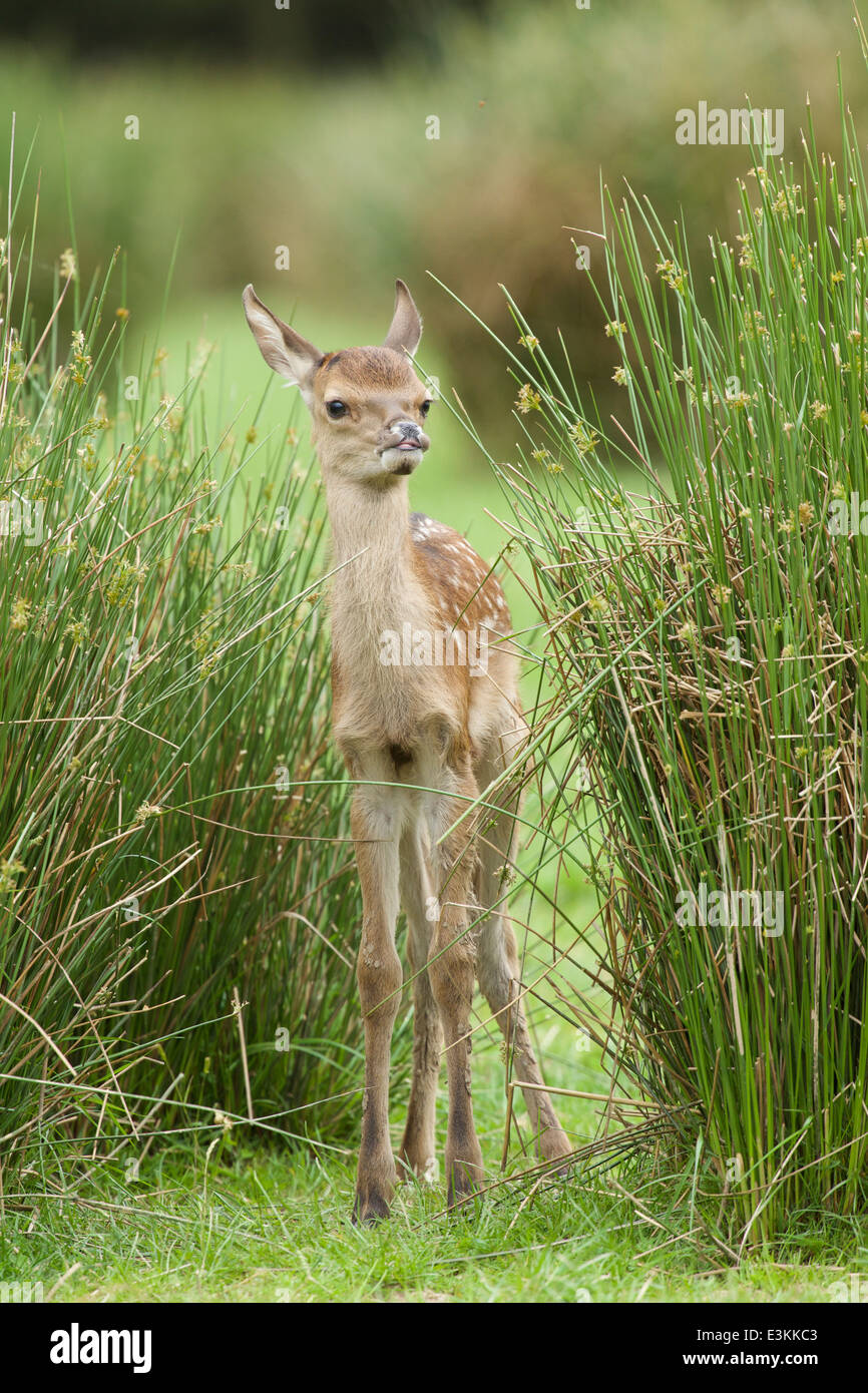 Red Deer Fawn a Jedforest Foto Stock