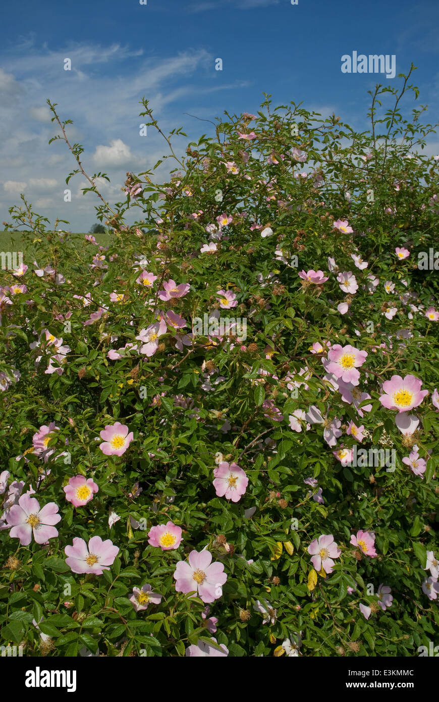 Dog-Rose (Rosa canina) fioritura nella campagna britannica in estate Foto Stock