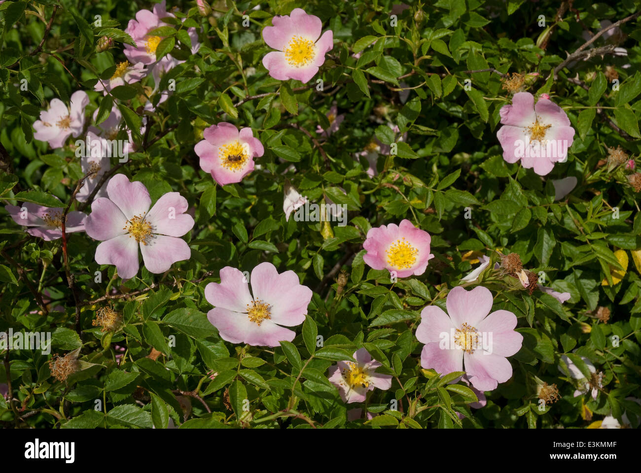 Dog-Rose (Rosa canina) fioritura nella campagna britannica in estate Foto Stock