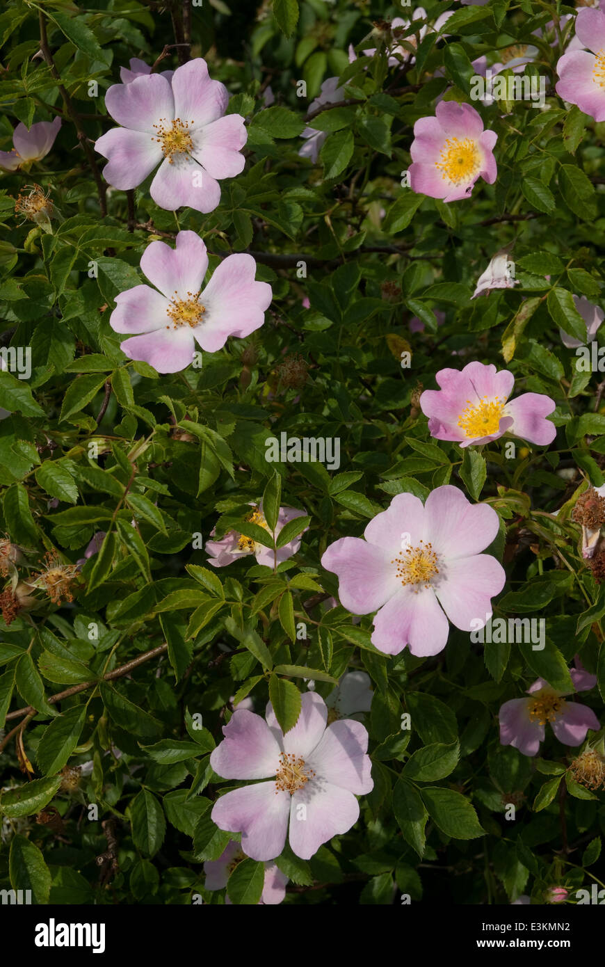 Dog-Rose (Rosa canina) fioritura nella campagna britannica in estate Foto Stock