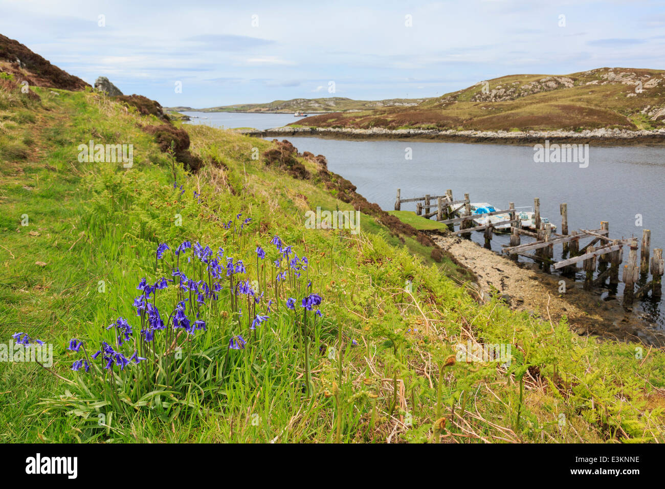 Scena costiere con Bluebells crescendo sulla costa da Loch Sgioport, Sud Uist, Ebridi Esterne, Western Isles, Scozia, Regno Unito, Gran Bretagna Foto Stock
