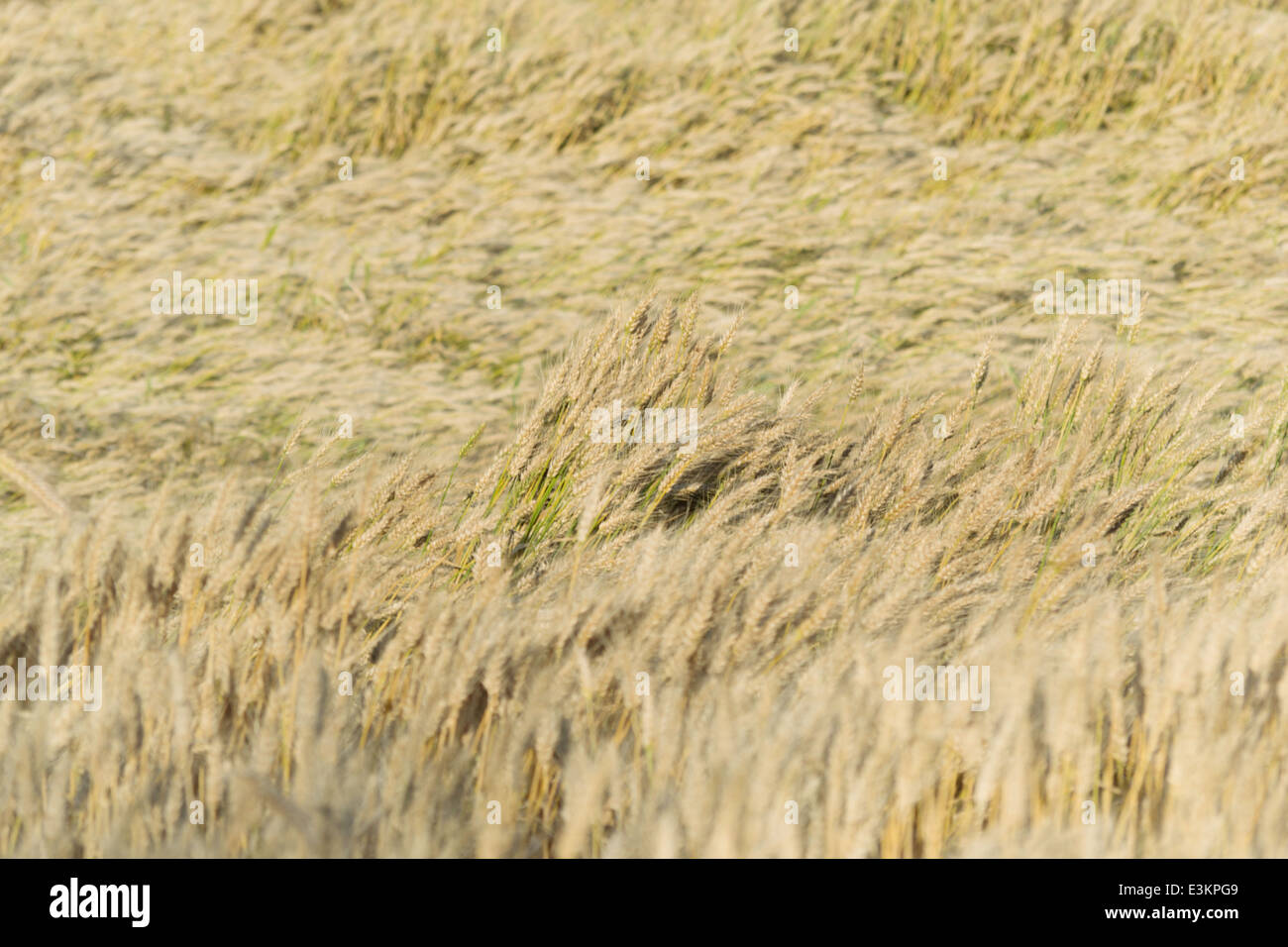 campo di grano Foto Stock