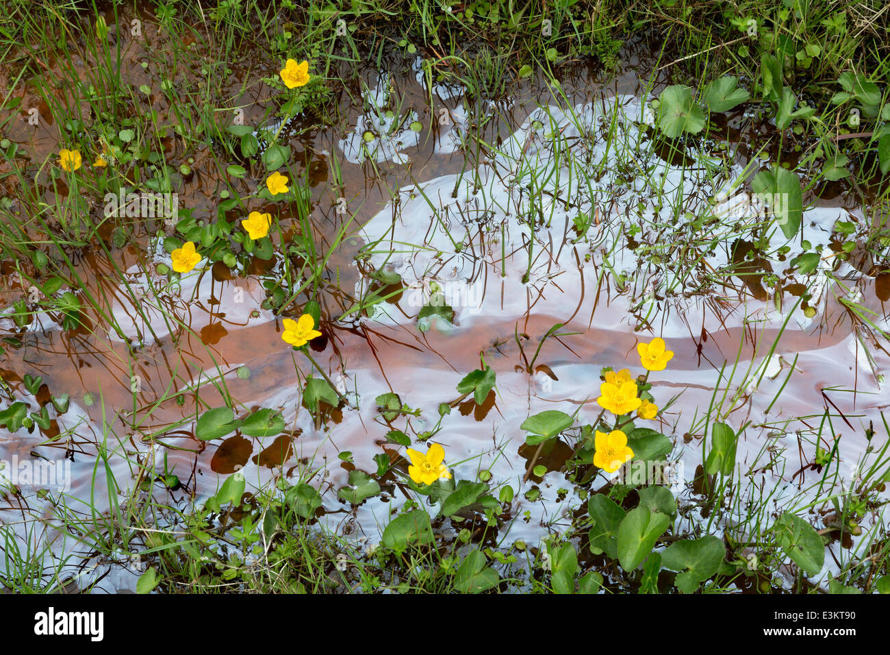 Perdita di olio in un piccolo fiume in Scozia, con fiori selvatici giallo Foto Stock