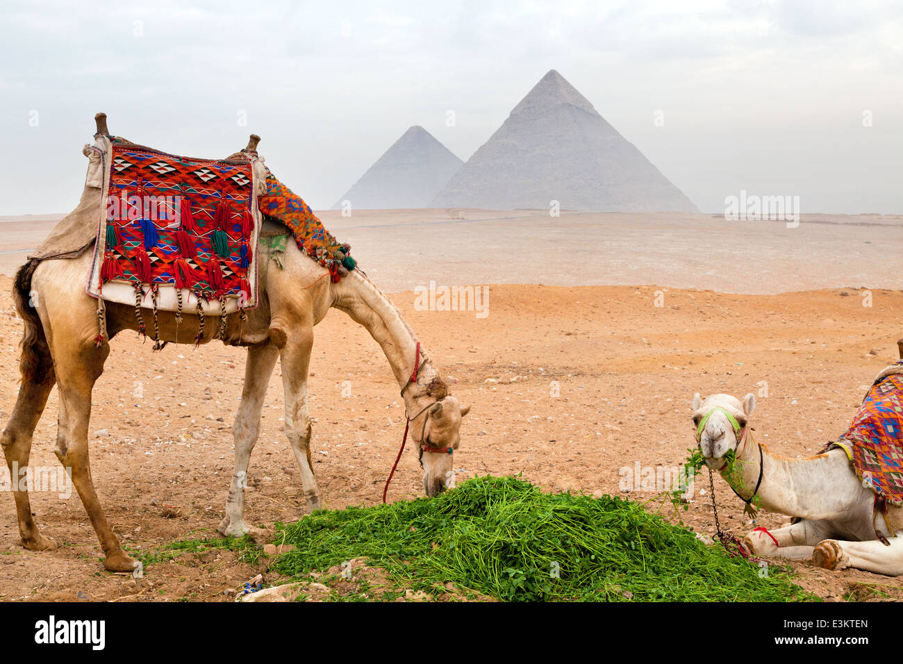 Bedouin cammelli resto vicino alle piramidi al Cairo, Egitto Foto Stock
