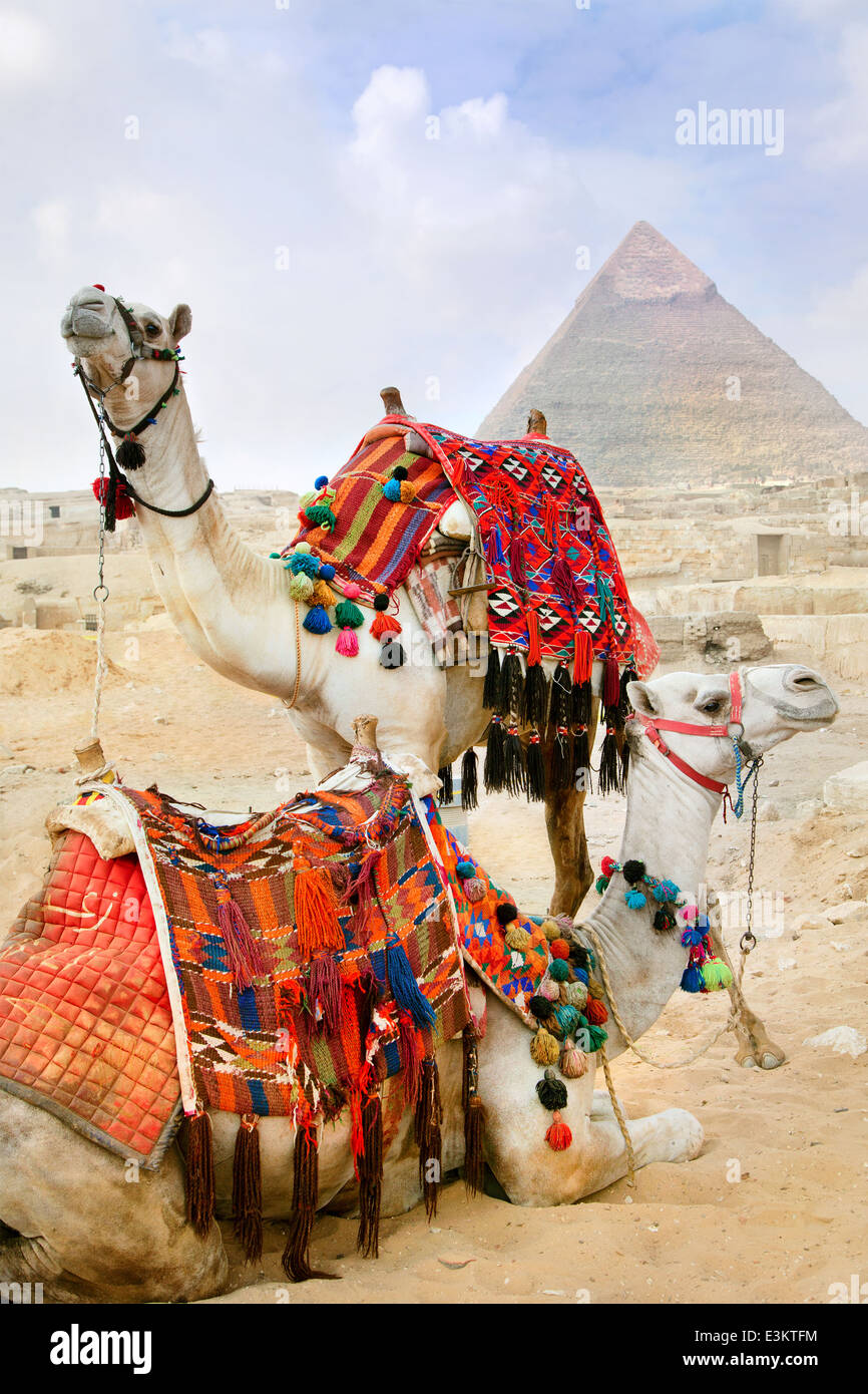 Bedouin cammelli resto vicino alle piramidi al Cairo, Egitto Foto Stock