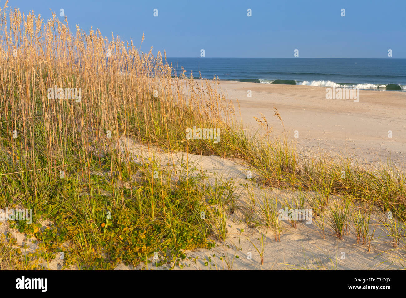 Ocracoke Island, North Carolina: Dune erbe su una spiaggia tranquilla - Cape Hatteras National Seashore Foto Stock