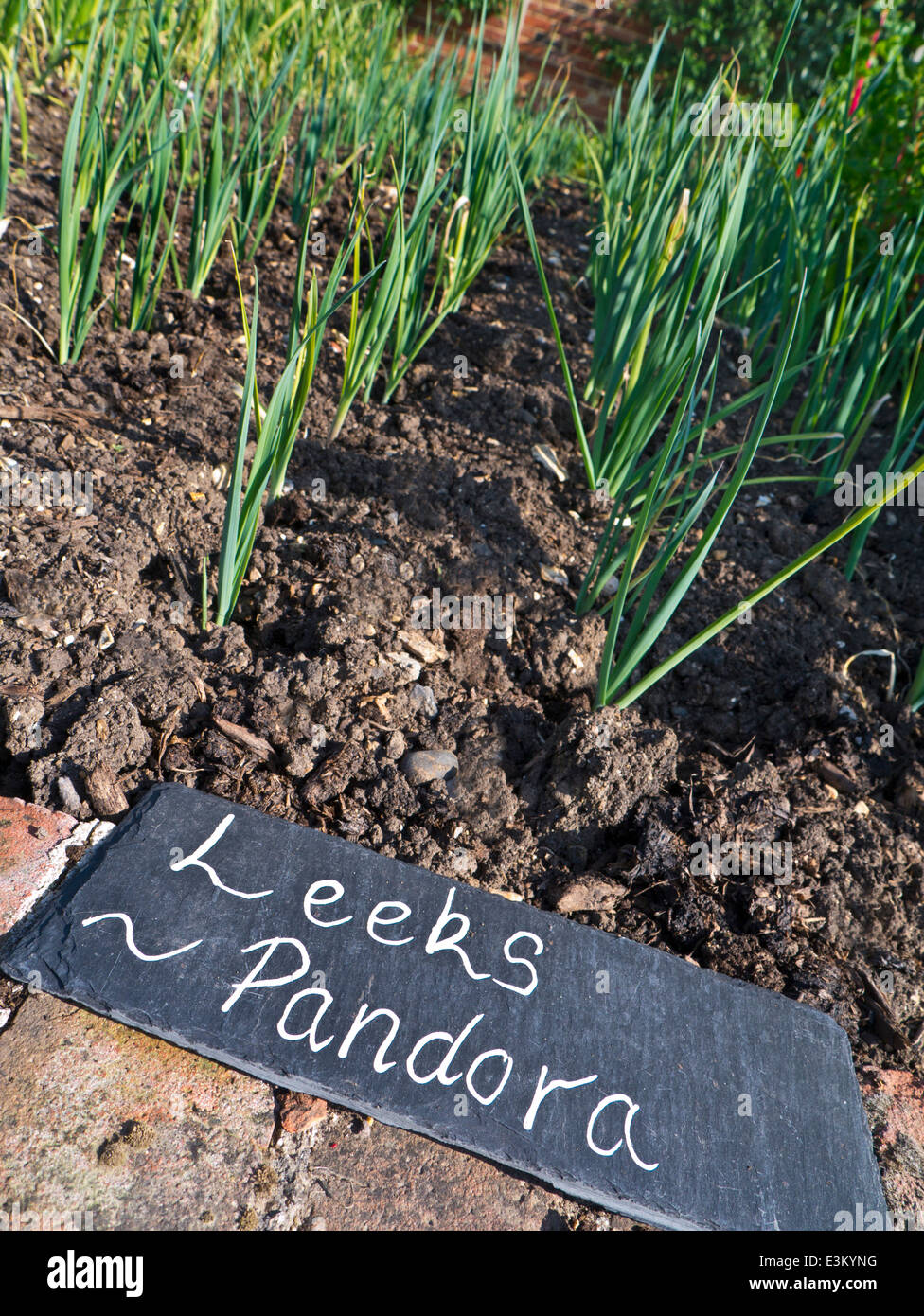 Porri PANDORA Il Pandora varietà di porro in un orto con ardesia etichetta di identificazione. Quick per maturare e crescere per la raccolta a fine estate Foto Stock