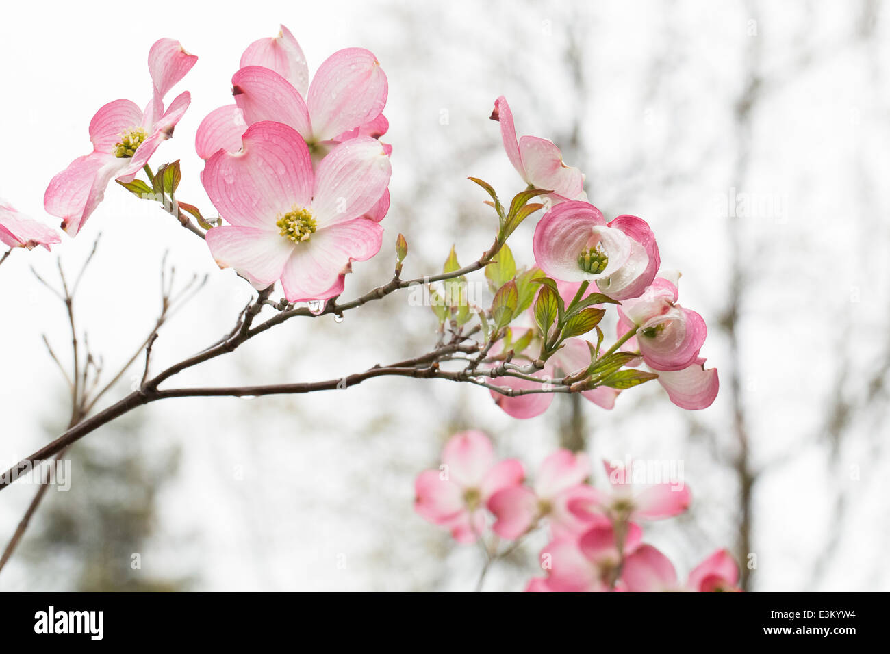 Vista ravvicinata di ciliegio blossoms Foto Stock