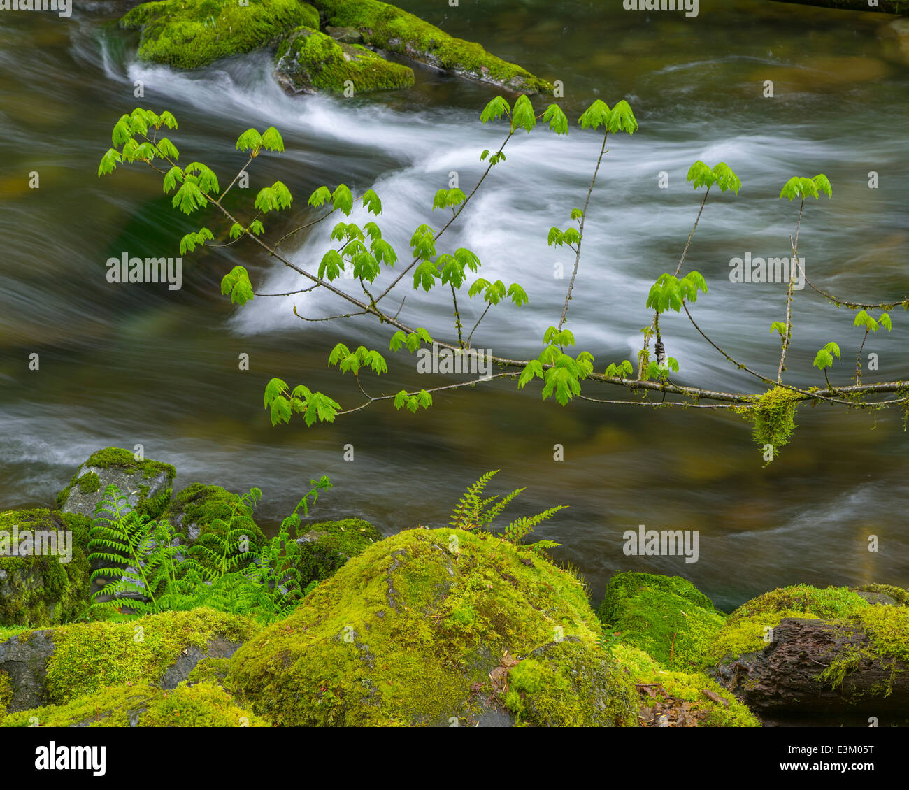 Columbia Gorge National Scenic Area, Mount Hood National Forest, O: Moss rocce coperte accanto a un flusso in primavera Foto Stock