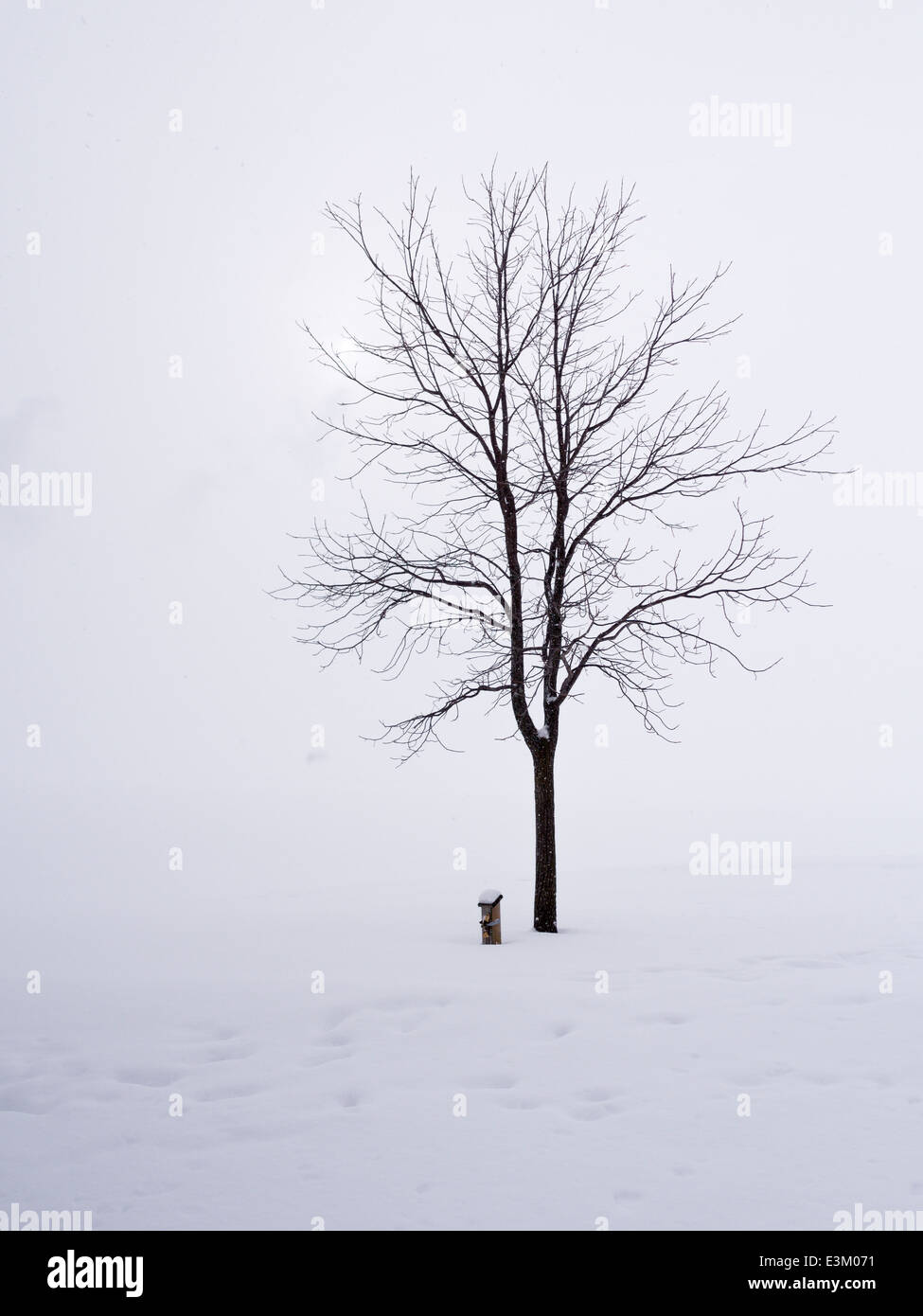 Albero in una tempesta di neve. Un albero nero nella neve con una tempesta di neve bianca/sfondo velato. I fiocchi di neve flottazione verso il basso Foto Stock