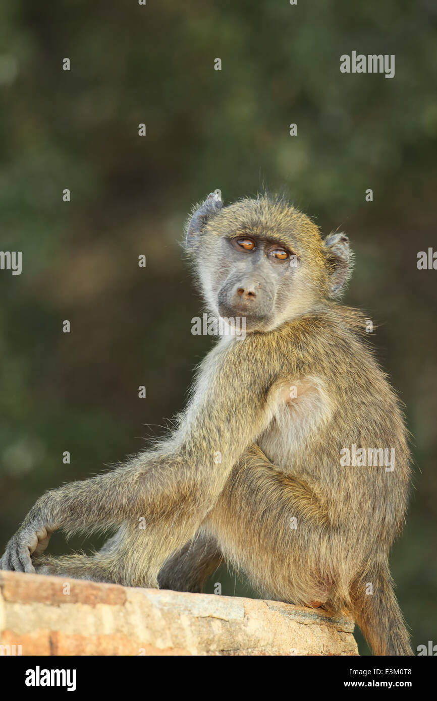 Un babbuino chacma seduti sul cartello stradale all'interno del Sudafrica nel Parco Nazionale di Kruger. Foto Stock