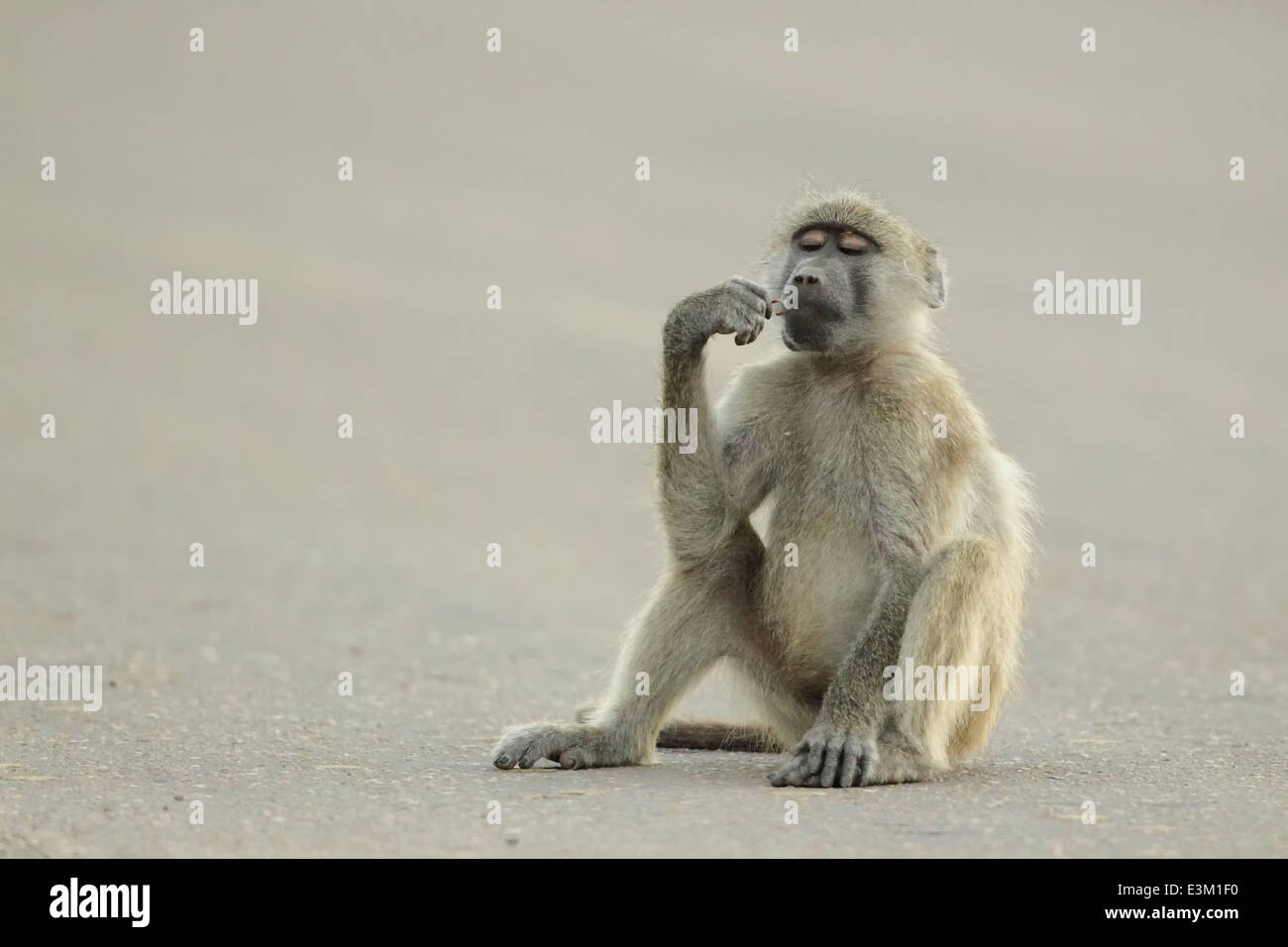 Un babbuino chacma poggiante su una carreggiata in Sud Africa il Parco Nazionale Kruger. Foto Stock